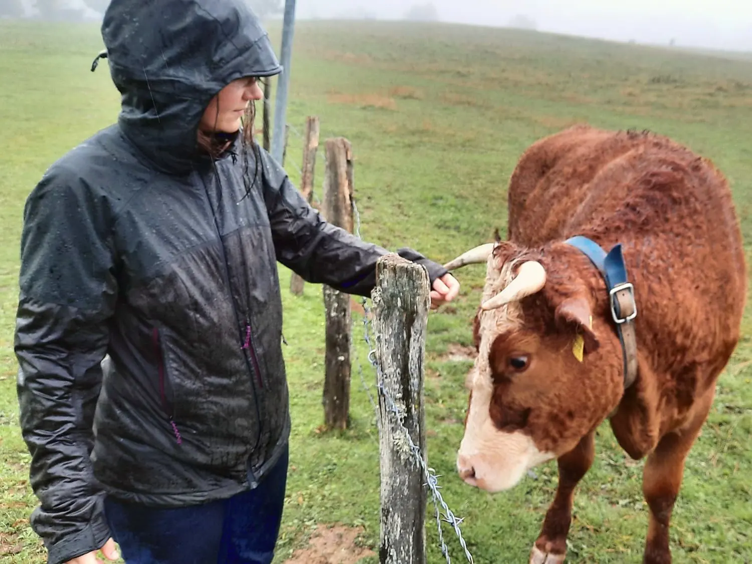 Aurélie sous la pluie, la main tendue vers une vache à la clôture d’un pâturage